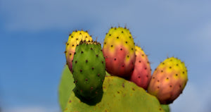 Prickly Pear (Opuntia ficus-indica)